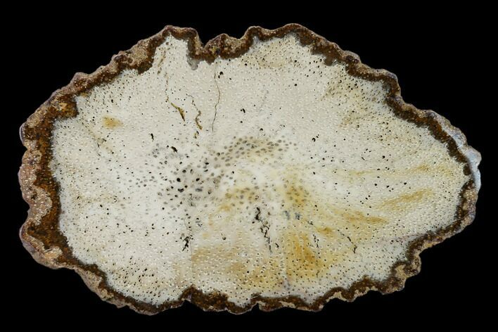 Polished, Petrified Palmwood (Palmoxylon) Round - Myanmar #162895